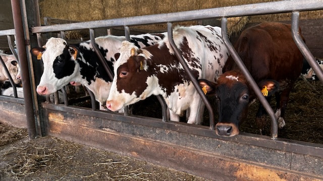 Vaches à la ferme