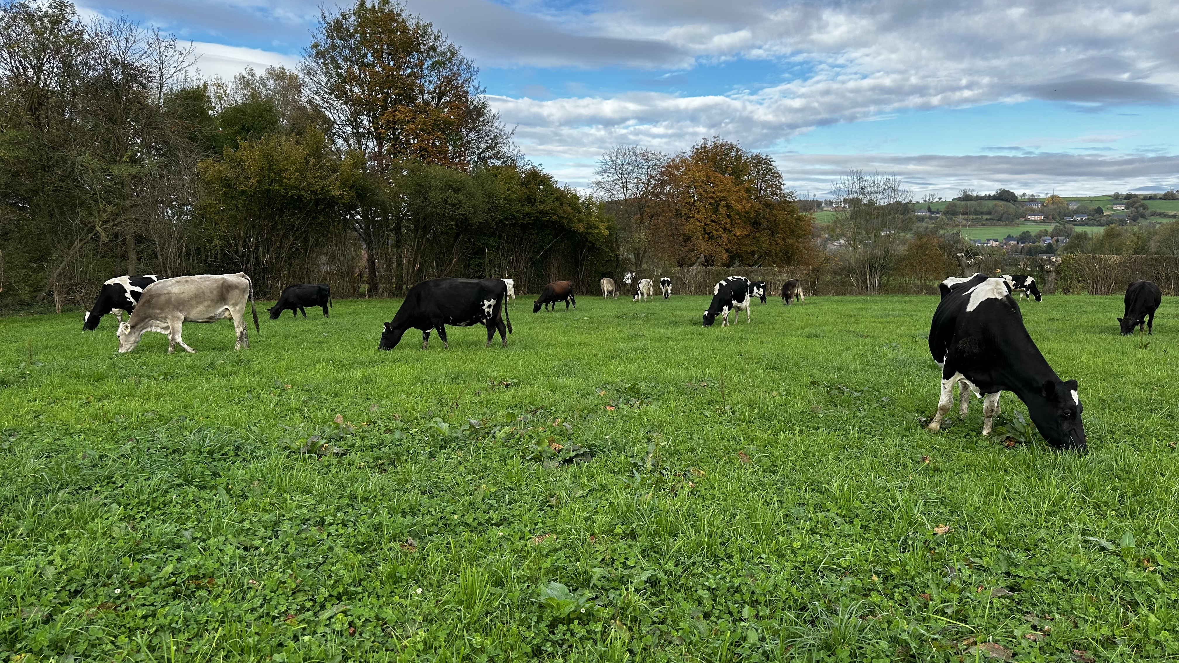 Les vaches laitières de l'éleveur et membre de Terres Vivantes, Michael Gilliquet, en plein pâturage sur le Plateau de Herve