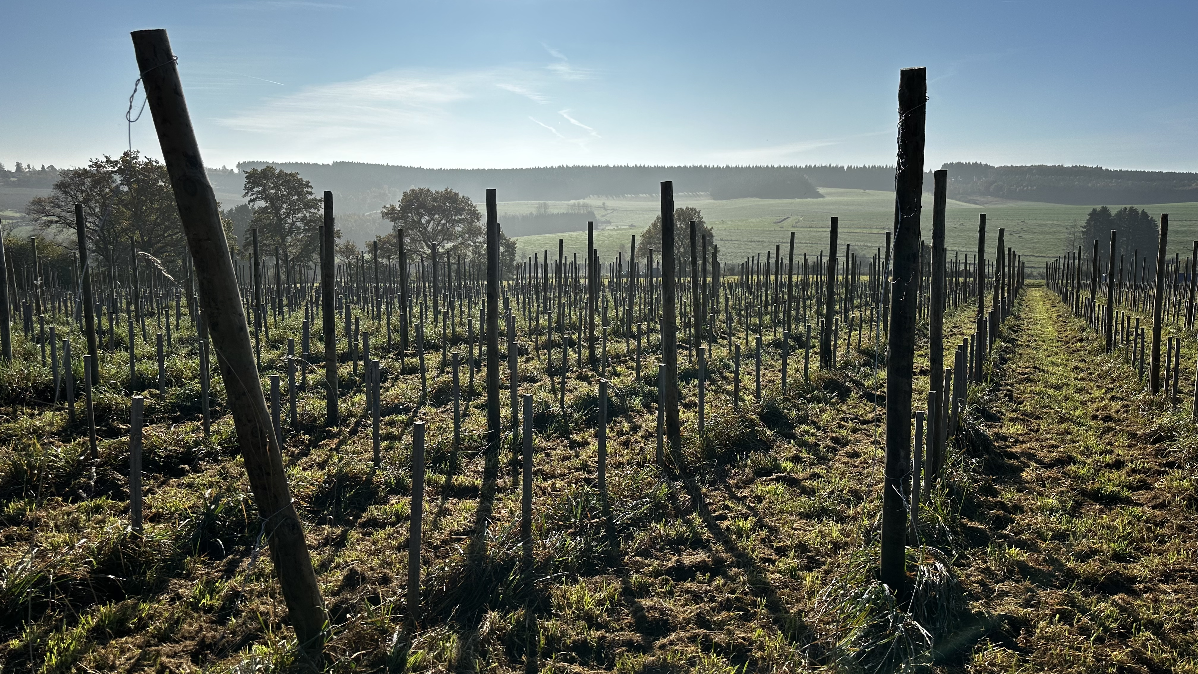 Les vignes de la Ferme de Moirpus