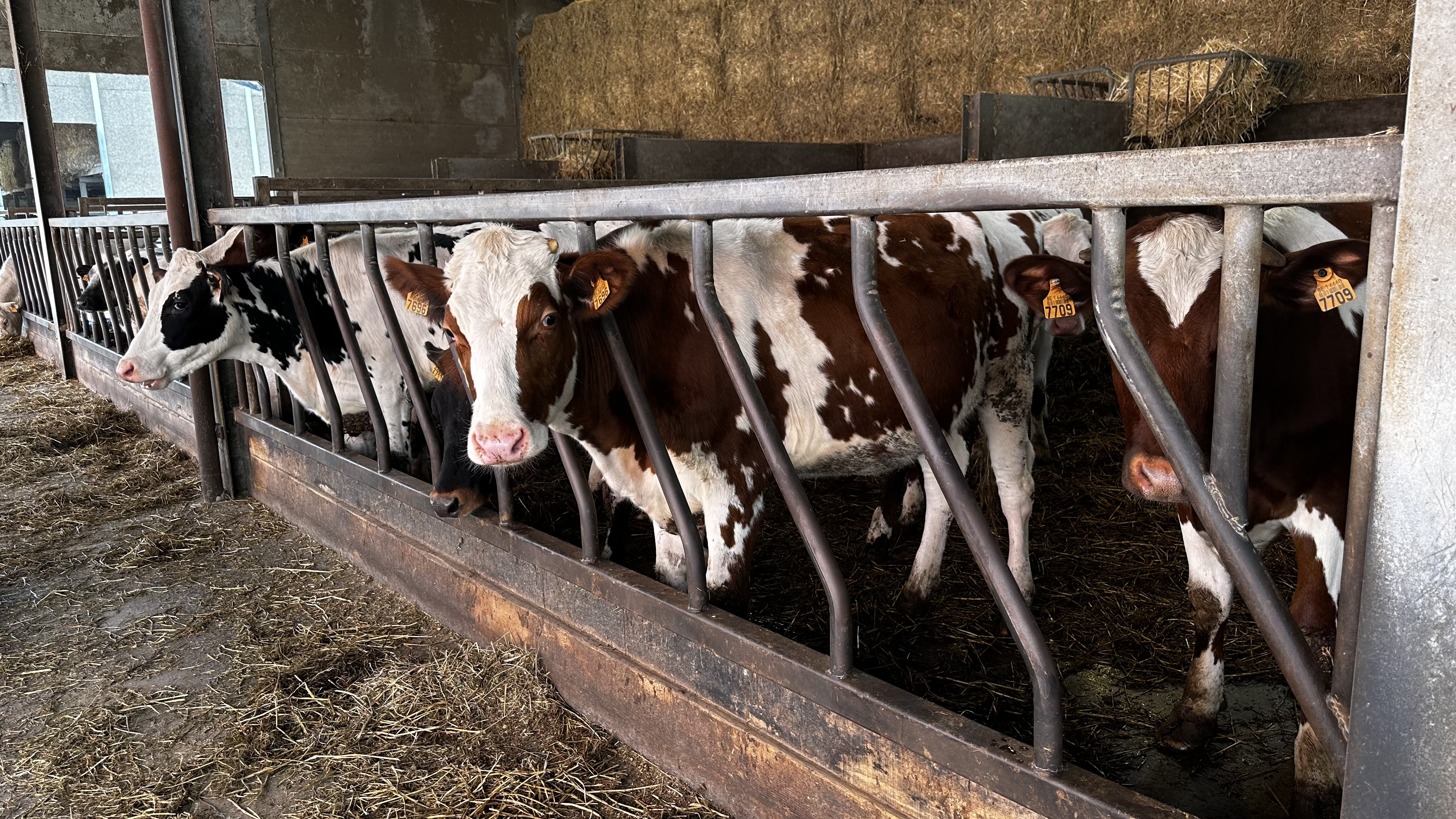 Des vaches laitières de la Ferme Crompot à Hensies
