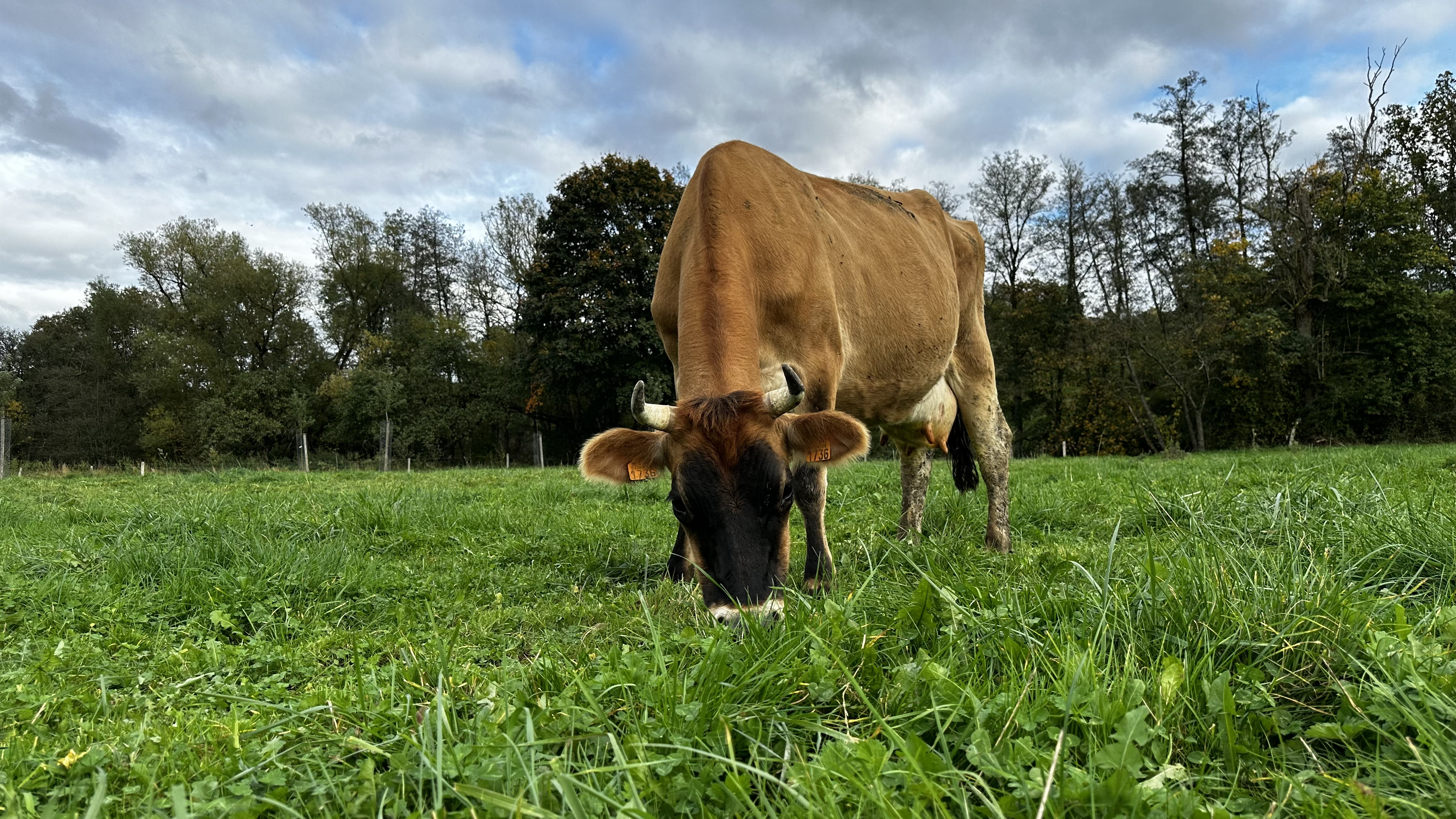 Une des vaches de race Jersey de la Ferme de Jambjoûle, broutant de l'herbe de pâturage