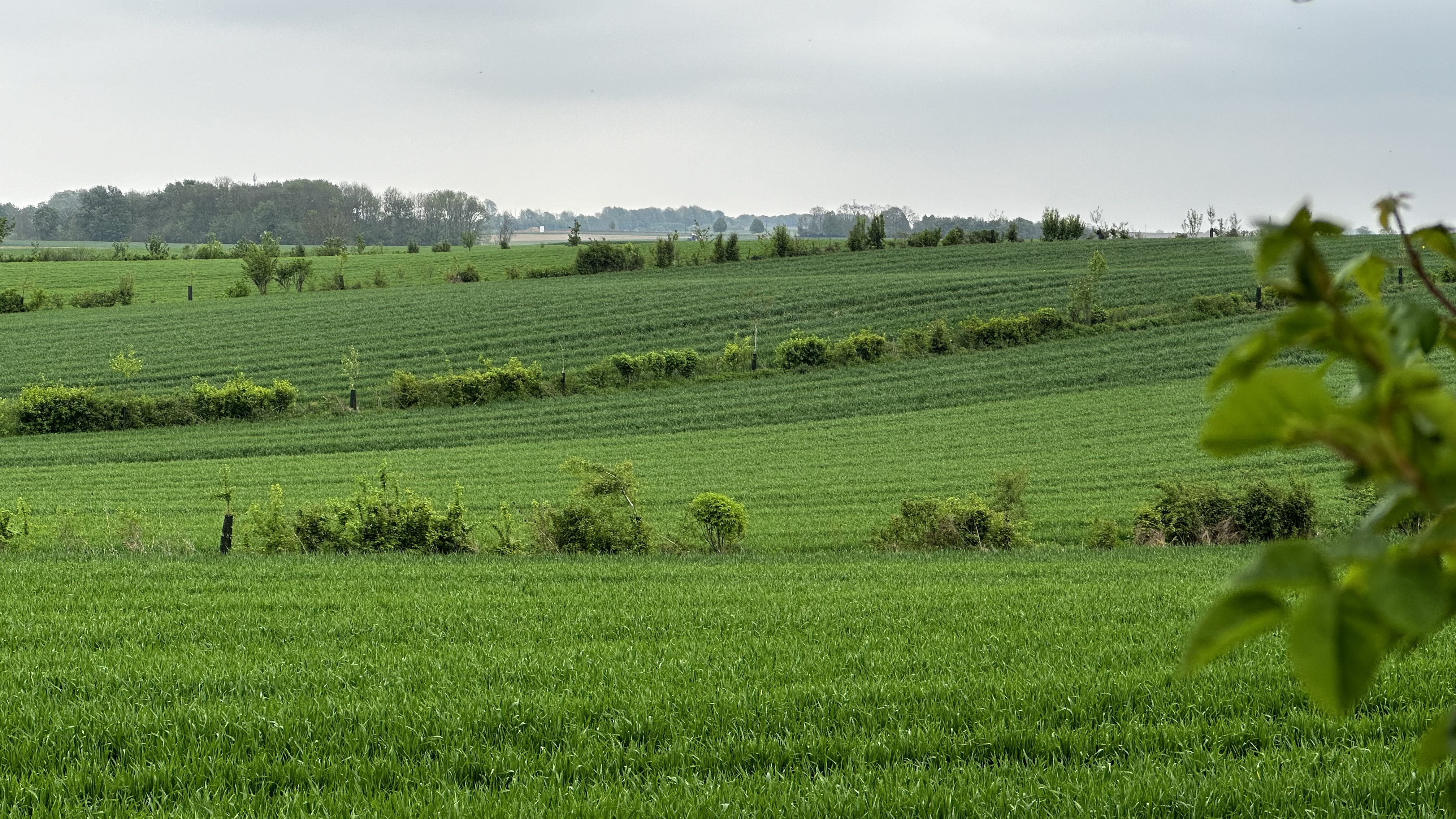 Une vue sur les parcelles en agroforesterie installée par Claude Henricot
