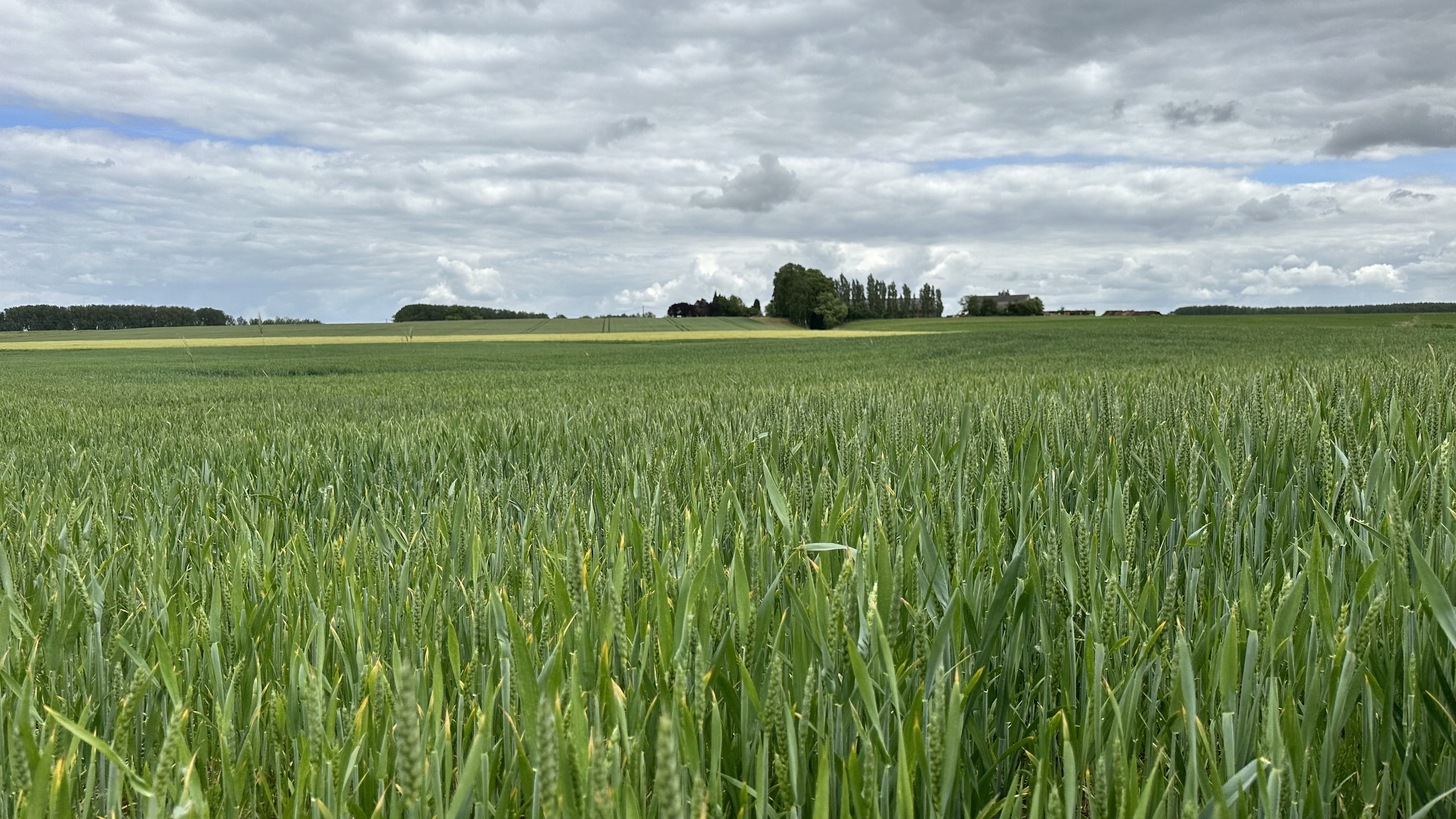 Une des cultures de la Ferme Pannebroeck d'Anne-Marie Meert à Enghien