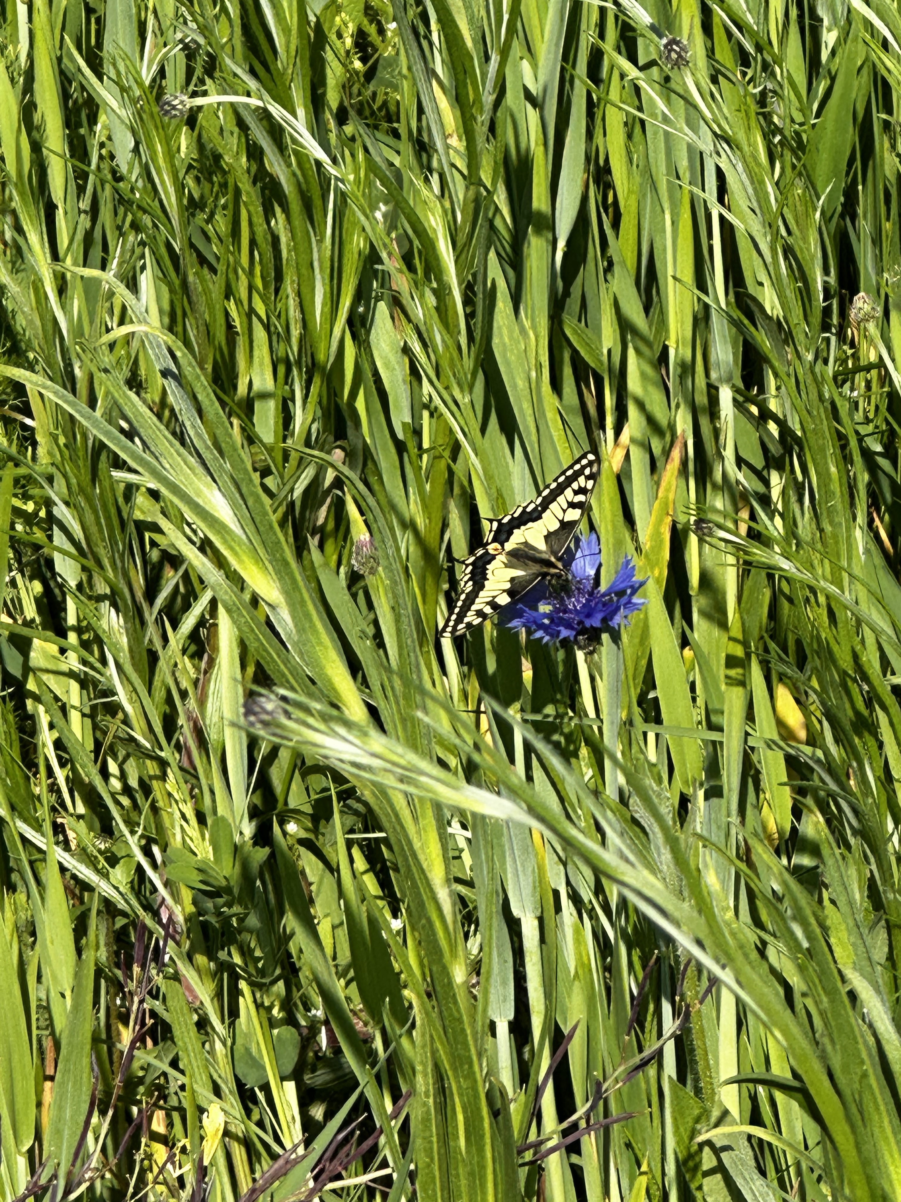 Un machaon sur une fleur de bleuet dans les bandes herbeuses intra-parcelle