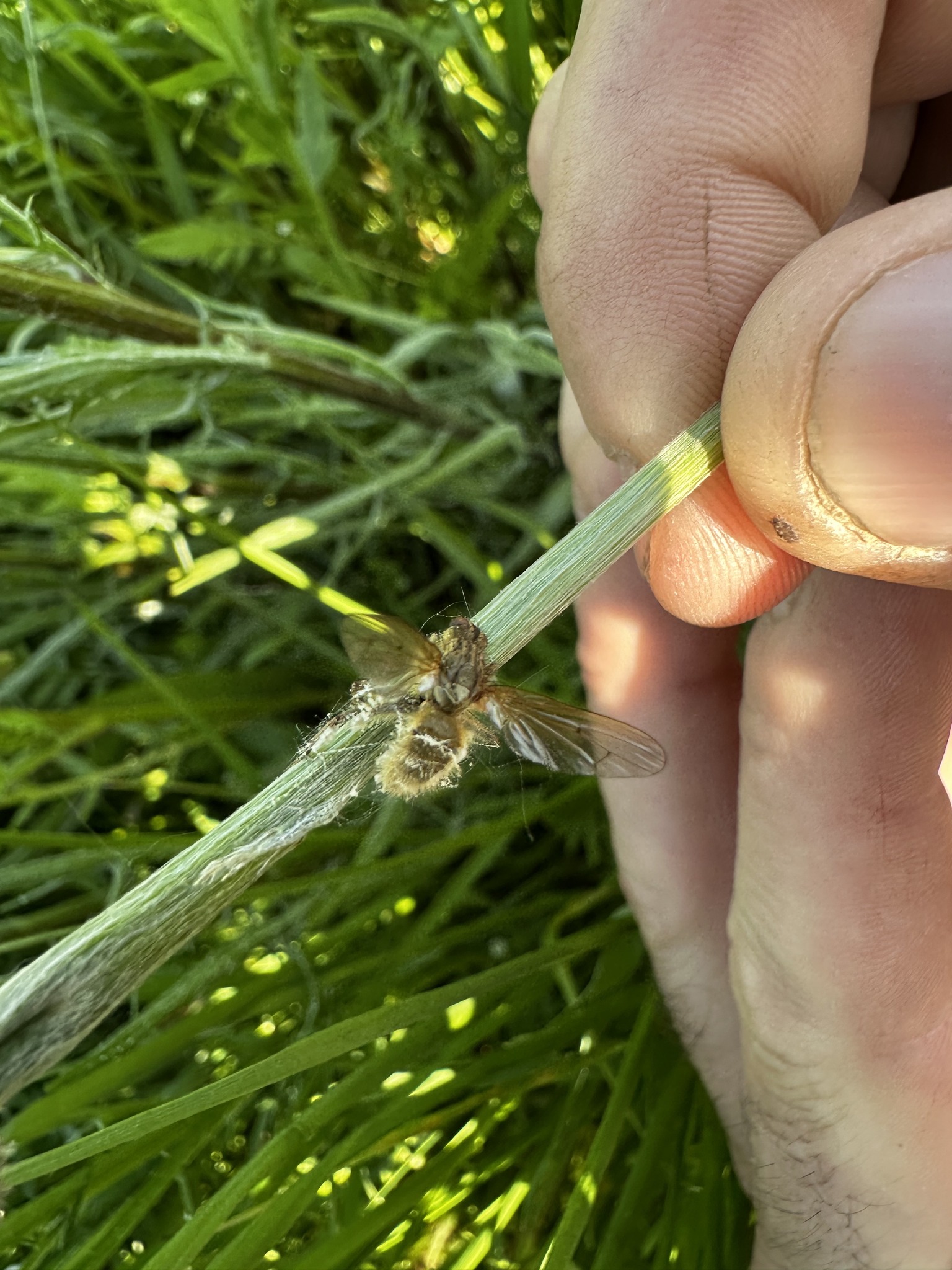 Un champignon parasite de mouches à fumier