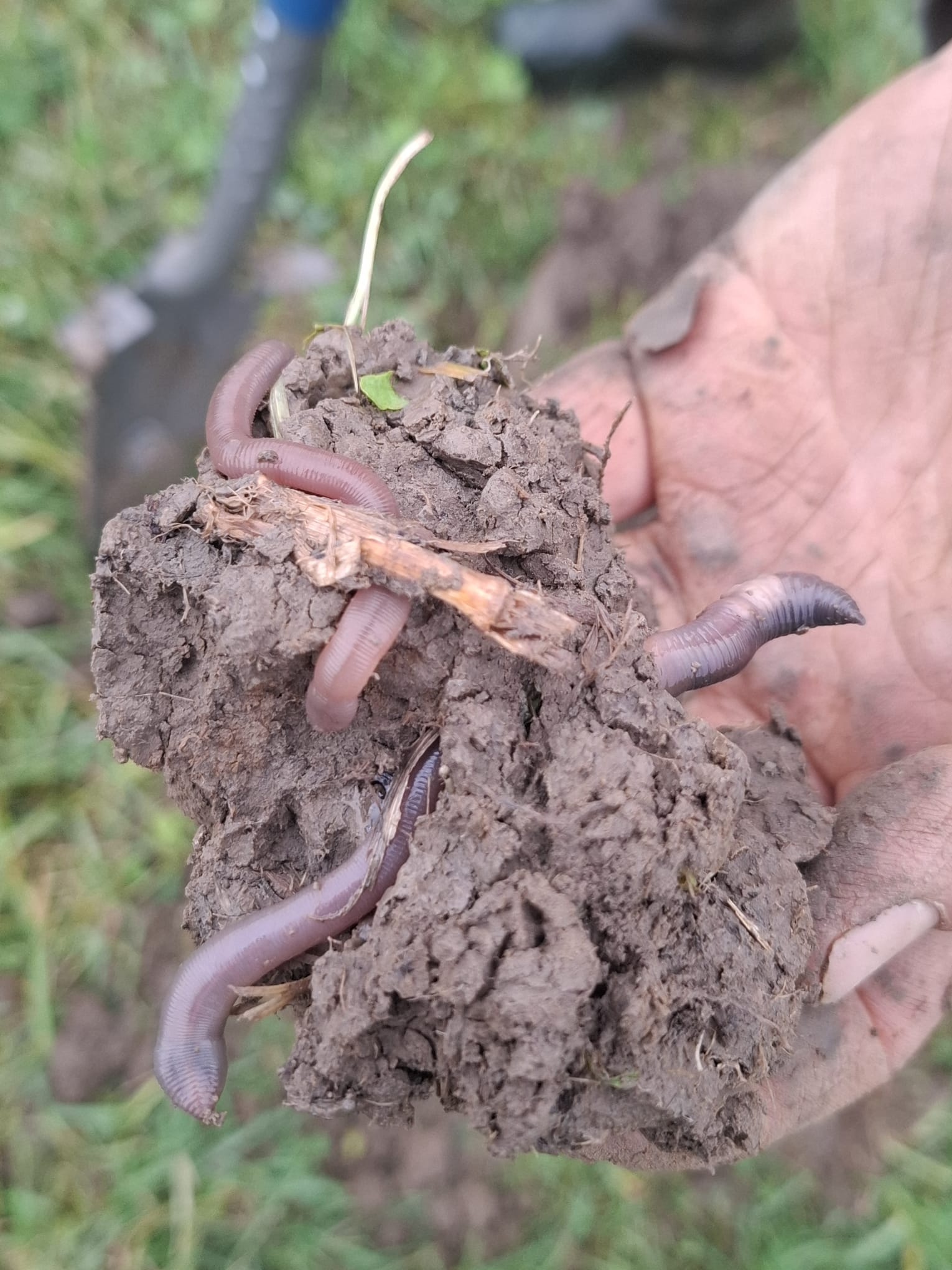 Les vers de terre présents dans une prairie de la Ferme de Rosière - Tetelain