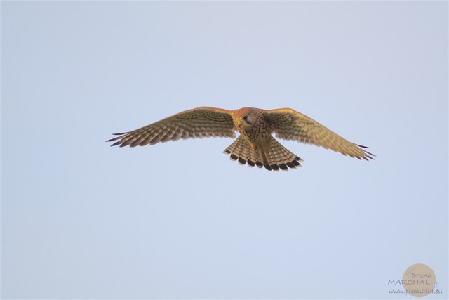 Un faucon crécerelle en vol