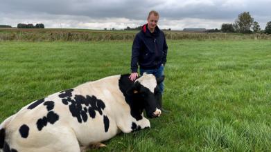 Un homme debout à côté d'une vache couchée dans un champ