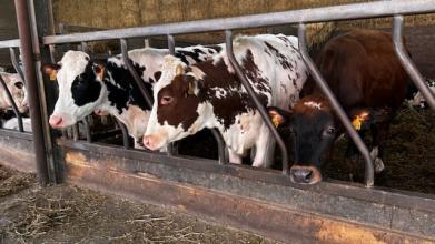 Vaches à la ferme