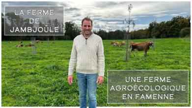 Un homme au milieu d'un champ, des vaches en arrière plan - Ferme de Jambjoûle