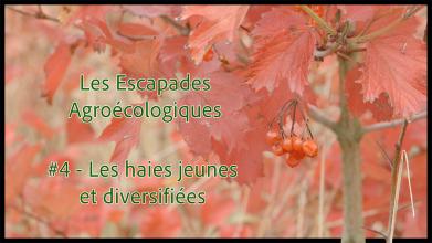 Les Escapades Agroécologiques #5 : les haies jeunes et diversifiées