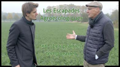 Les Escapades Agroécologiques #6 : les prairies temporaires à base de légumineuses