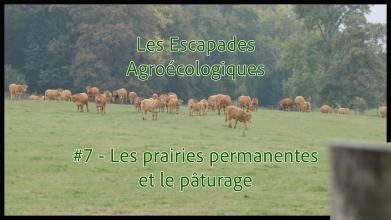 Les Escapades Agroécologiques #7 : les prairies permanentes et le pâturage