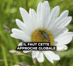 Une bande herbeuse dans les cultures