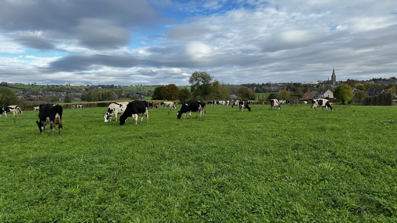 Les vaches laitières de l'éleveur et membre de Terres Vivantes, Michael Gilliquet, en plein pâturage sur le Plateau de Herve
