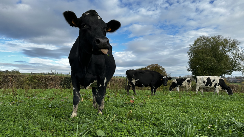 Une vache de race KiwiCross