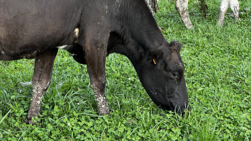 Une vache de race KiwiCross