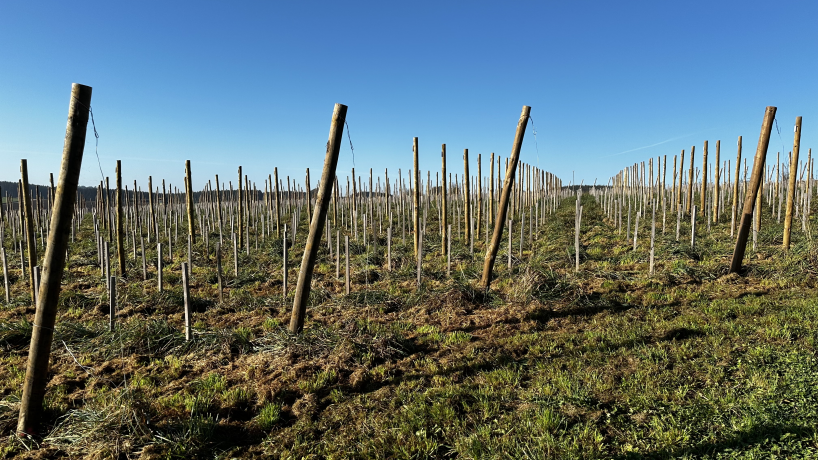 Les alignements de vigne de la Ferme de Moirpus