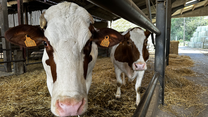 Deux vaches laitières de la Ferme Crompot à Hensies