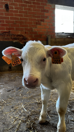 Un veau de la Ferme Crompot à Hensies