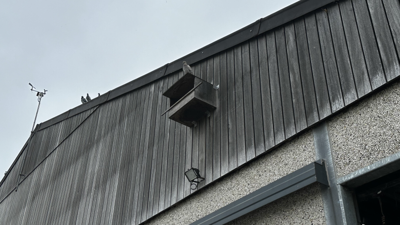 Un nichoir installé sur la façade de l'étable de la ferme de Thibault Lamérand à Comines-Warneton