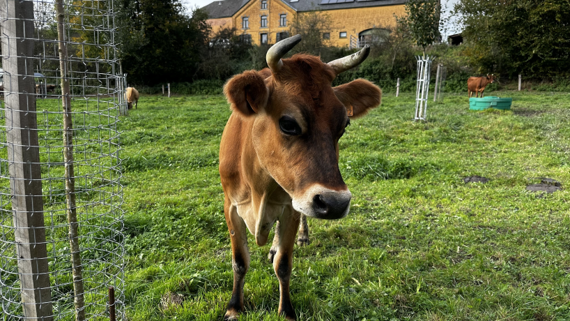 Une vache de race Jersey de la Ferme de Jambjoûle