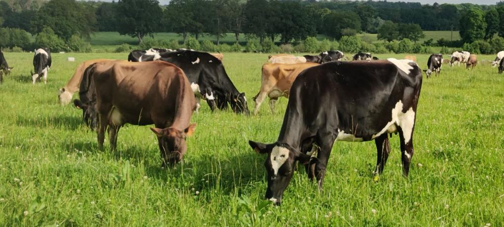 Des vaches laitières du GAEC de la Fenache au pâturage