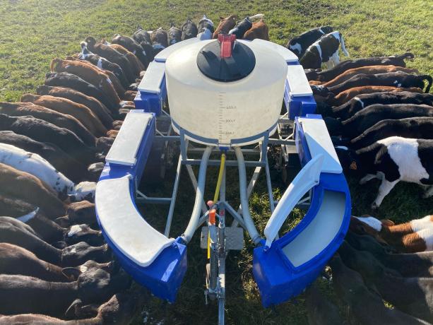 Des vaches laitières du GAEC de la Fenache au pâturage