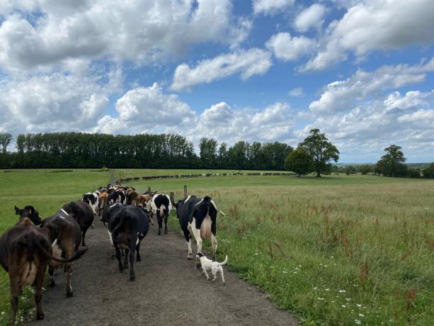 Les vaches du GAEC de la Fenache sur le chemin du pâturage