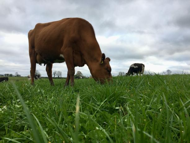 Des vaches laitières du GAEC de la Fenache au pâturage