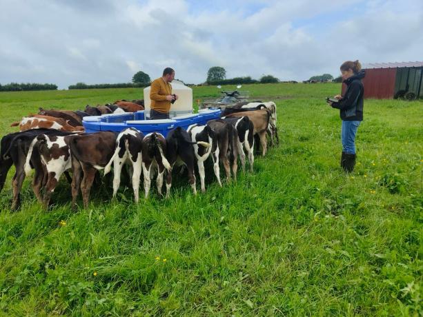 Les vaches du GAEC de la Fenache