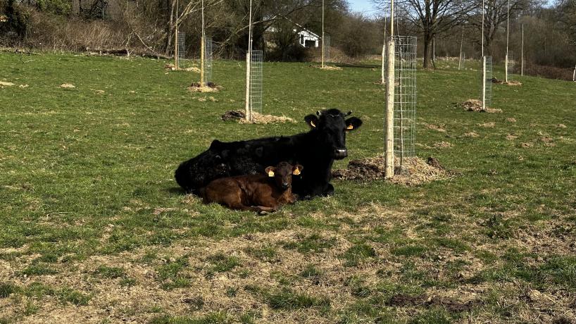 Des vaches de la Ferme Demarteau, installées dans un pré-verger