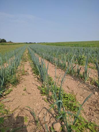 Les cultures maraîchères de la Ferme de la Distillerie