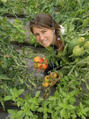 Marie Vermeiren dans les cultures de tomates