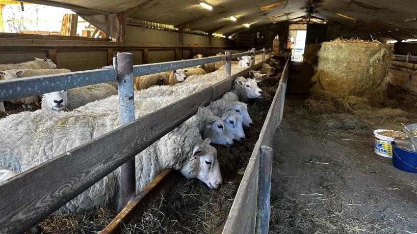 Les moutons élevés par Benoit Tyberghien sur sa ferme