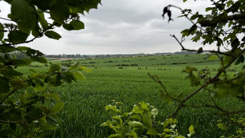 Une vue sur les parcelles en agroforesterie installée par Claude Henricot