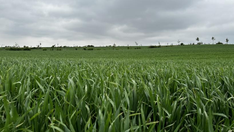 Une vue sur les parcelles en agroforesterie installée par Claude Henricot