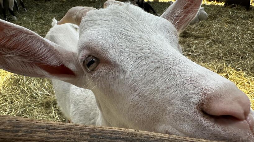 Une des chèvres de la Chèvrerie de la Croix de la Grise