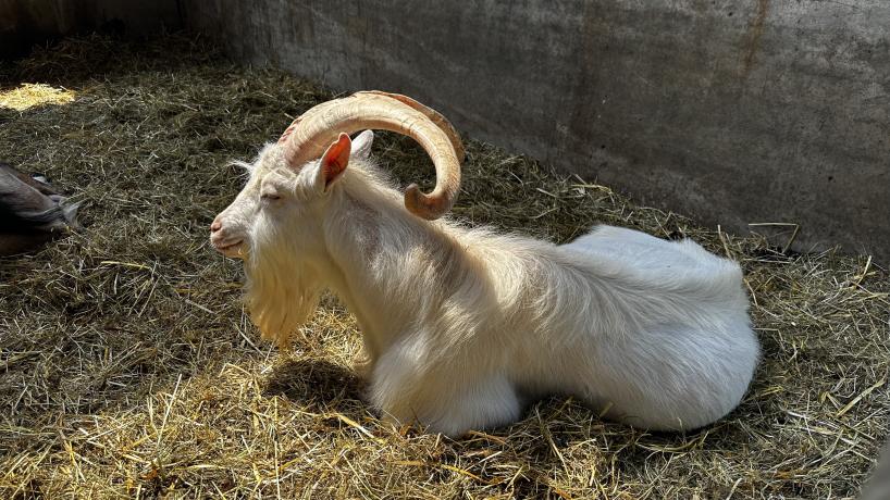 Une des chèvres de la Chèvrerie de la Croix de la Grise