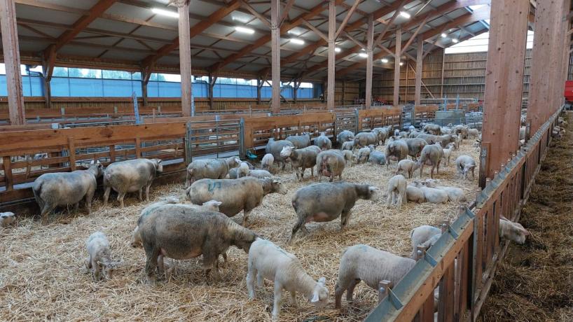 Les moutons de la Bergerie des Arches 