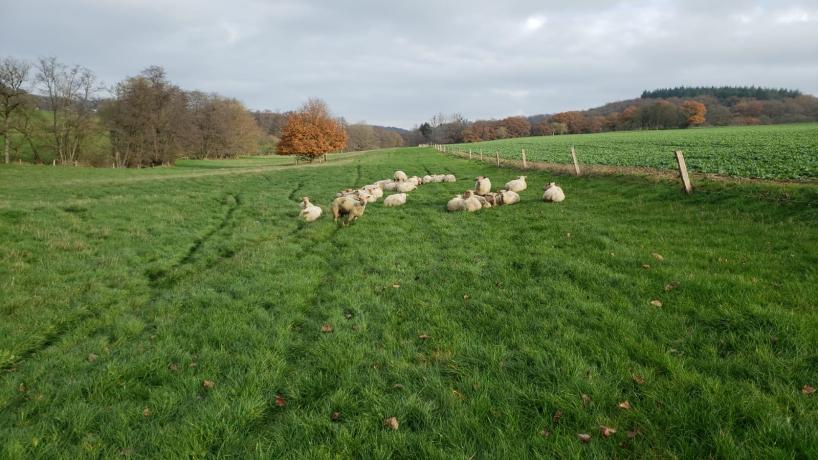 Les moutons de la Bergerie des Arches 