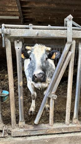 Une vache de la Ferme Vanhove