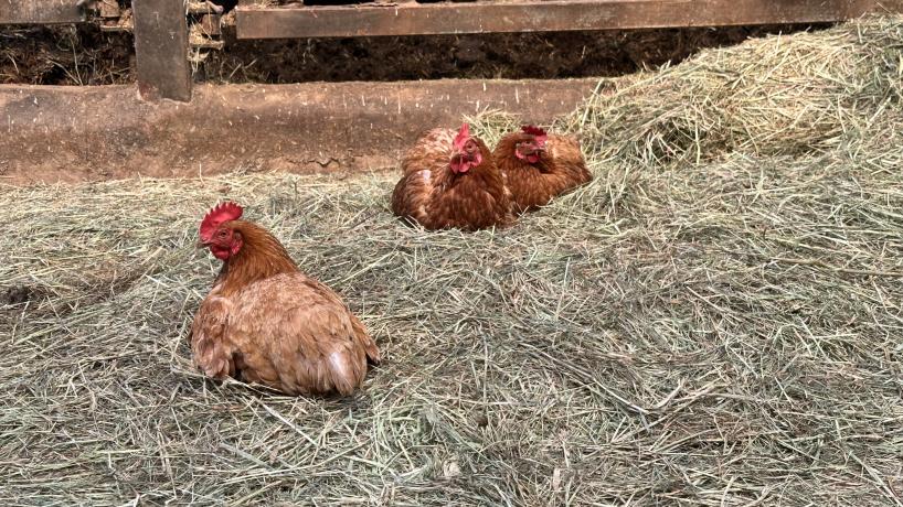 Les poules de la Ferme Vanhove