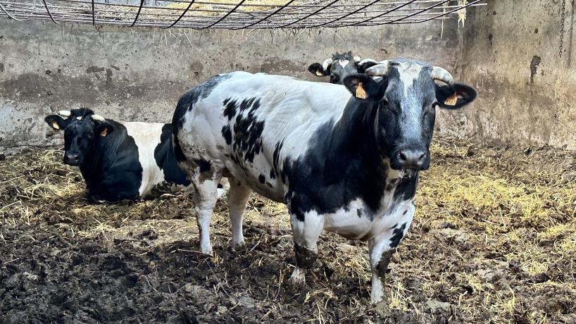 Les taureaux de la Ferme Vanhove