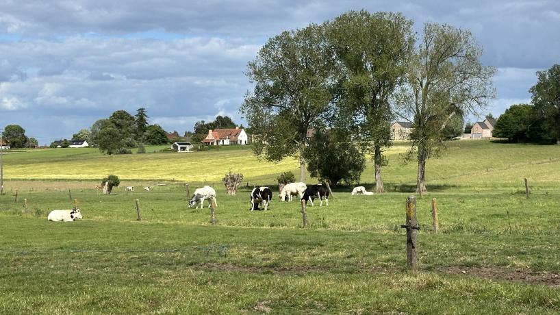 Les vaches de la Ferme Vanhove au pâturage