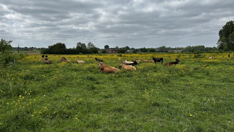 Les vaches Jersey de la Ferme du Moulin Dubois