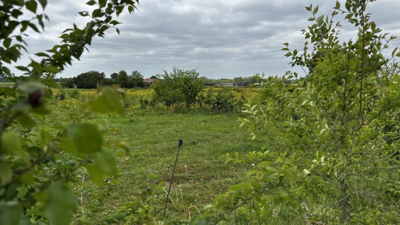 Les prairies en pâturage tournant dynamique de la Ferme du Moulin Dubois