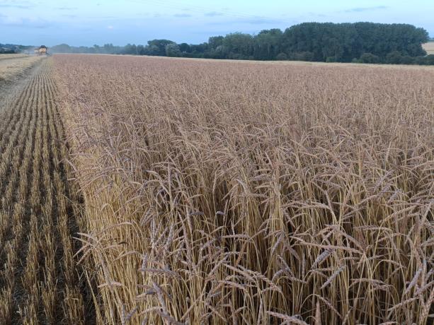les céréales cultivées par Antoine Mabille