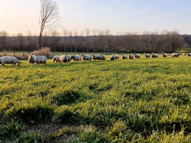 Les moutons de la Bergerie des Arches 