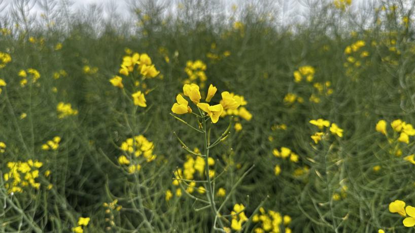 Le colza de Johan Baland en fin de floraison